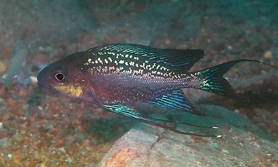 Cyathopharynx sp. 'neon streak' Mbita Island